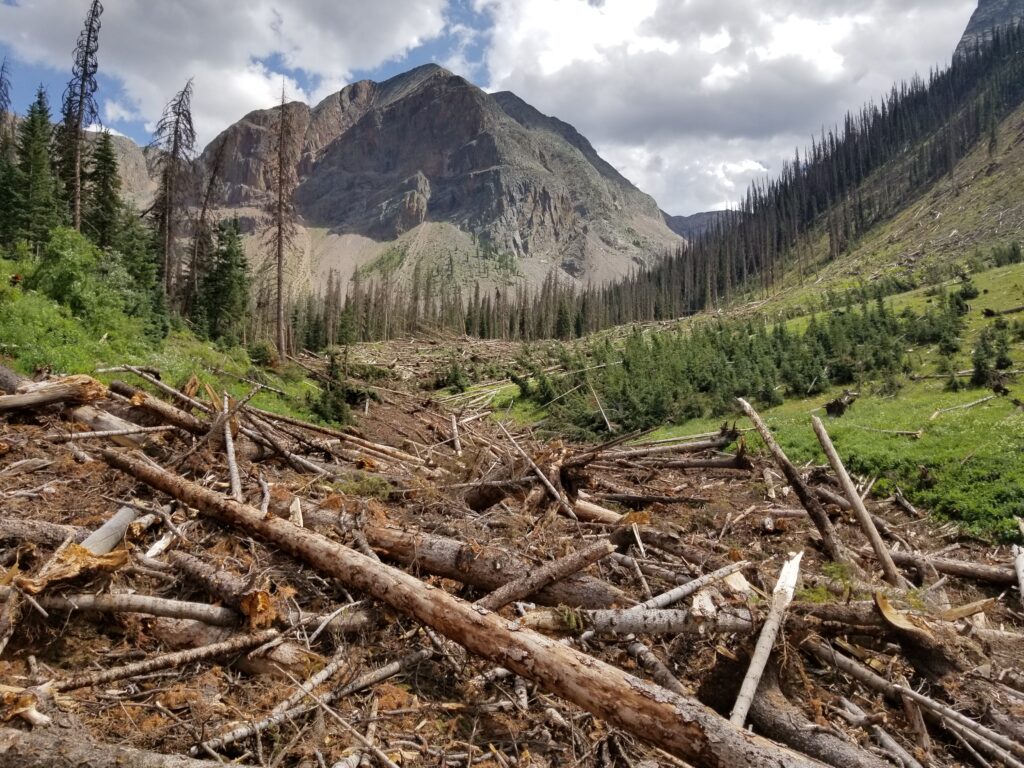 Evidence of a large avalanche in the Weminuche Wilderness in southwest Colorado