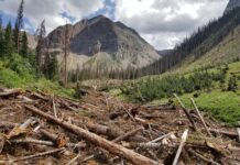 Avalanche Cycle: Colorado 2019 Evidence of a large avalanche in the Weminuche Wilderness in southwest Colorado