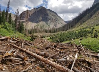 Avalanche Cycle: Colorado 2019 Evidence of a large avalanche in the Weminuche Wilderness in southwest Colorado